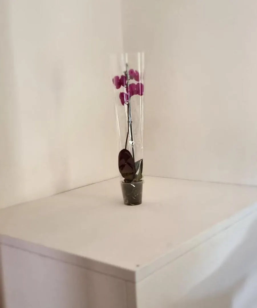 Casa Orchidea Villa Portoferraio